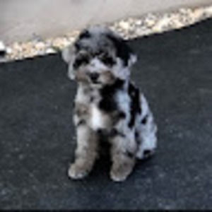 Meet your Posher, Hillary